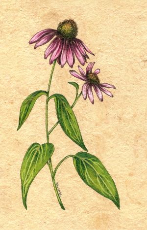 Purple Coneflowers, Echinacea Plant, Botanisk Illustration, Colored Pencil Artwork, Plant Tattoo, Garden Drawing, 수채화 그림, Plant Drawing, Botanical Drawings