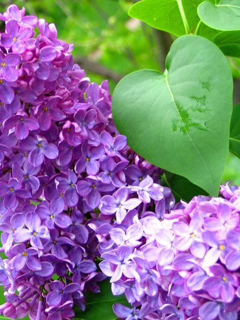 These make me remember my childhood! Lilacs; they smell Soooo good! Lilac Leaves, Lavender Shades, Purple Potion, Spring Coming, Lilac Bush, Spring Ahead, Lilac Bushes, Lilac Tree, Favorite Flower