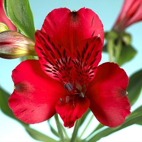 veronica red alstroemeria - Google Search Red Alstroemeria, Alstroemeria Flower, Flowers Types, Peruvian Lily, Latin Names, Tulip Season, 10 Flowers, Peruvian Lilies, Red Princess