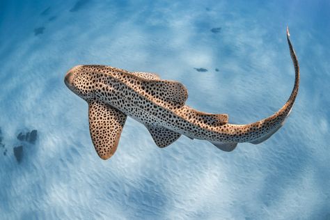 Photographing the elusive leopard shark - Oceanographic Australian Leopard Shark, Leopard Shark Photography, Leopard Shark Drawing, Leopard Shark Tattoo, Beautiful Sharks, Hai Tattoo, Cool Sea Creatures, Zebra Shark, Leopard Shark