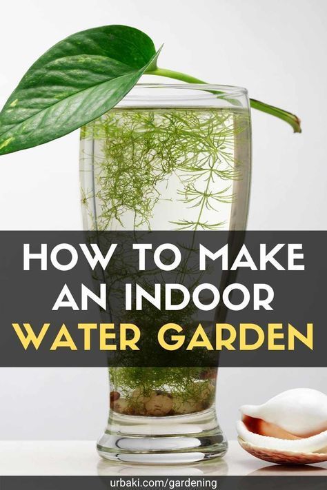 Aqua Plants Indoor, How To Grow Plants In Water Only, Growing Houseplants In Water, Plants That Can Grow In Water Only, Indoor Water Garden Plants, What Plants Can You Propagate In Water, Indoor Plants Grown In Water, How To Grow Plants In Water, Water Plants Outdoor