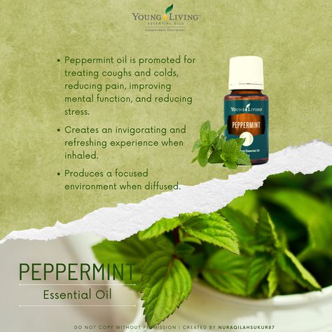 Benefits of Peppermint Essential Oil by Young Living Peppermint Benefits, Benefits Of Peppermint Essential Oil, Peppermint Essential Oil Young Living, Benefits Of Peppermint, Young Living Peppermint, Peppermint Oil, Peppermint Essential Oil, Young Living Essential Oils, Young Living