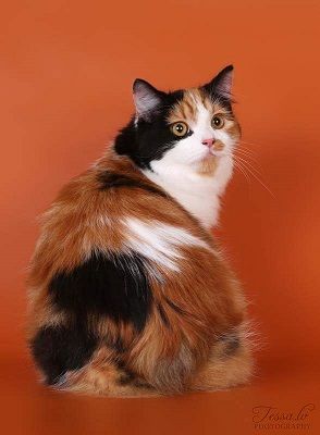 Cymric Cat, Cymric, Cat Breed, Manx, Cute Cats And Kittens, Mixed Breed, Beautiful Cats, Fun Workouts, Cat Breeds