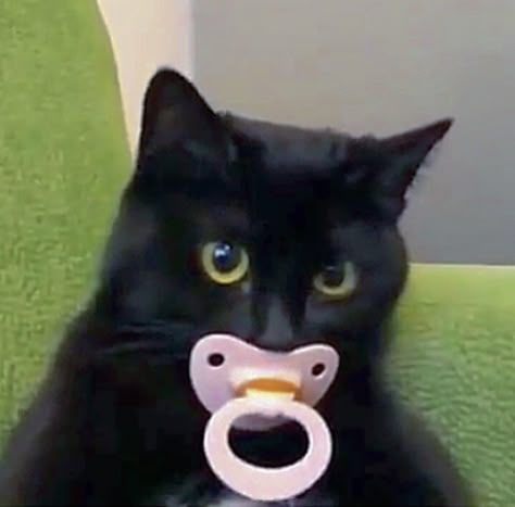 Cat With Pacifier, Black Cat Aesthetic, Funny Black Cat, Image Chat, A Black Cat, Cute Black Cats, Funny Cat Pictures, Cat Aesthetic, Animal Jokes