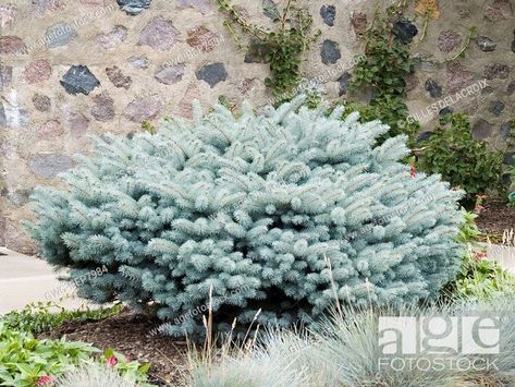 PICEA PUNGENS GLAUCA GLOBOSA, Stock Photo, Picture And Rights Managed Image. Pic. GWG-BEP7984 | agefotostock Glauca Globosa, Picea Pungens Glauca, Picea Glauca, Picea Pungens, World Images, Winter Magic, Woodland Garden, Evergreen Shrubs, Travel And Tourism