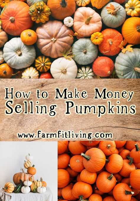 How To Start A Pumpkin Patch, Pumpkin Selling Display, How To Start A Pumpkin Patch Business, Homestead Products To Sell, Pumpkin Farm Stand, Pumpkin Stand Ideas, Pumpkin Farm Ideas, Starting A Pumpkin Patch Business, Fall Farm Stand