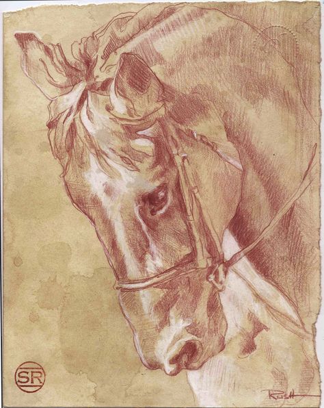 Conte Crayon Drawings, Conte Drawing, Conte Crayon, Crayon Drawings, Master Drawing, Horse Drawing, Horse Drawings, Antique Illustration, Palm Beach Florida