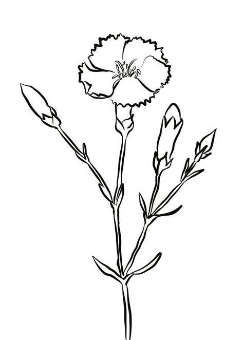 Carnation Coloring Pages - Best Coloring Pages For Kids Carnation Drawing, Line Art Coloring, Printable Flower Coloring Pages, Art Coloring Book, Easy Flower Drawings, Flower Drawings, Easy Flower, Carnation Flower, Floral Drawing