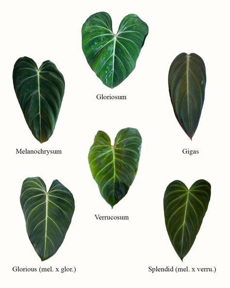 benjiplant on Instagram: “I made this image to show different velvet leaf Philodendron I own. I was inspired to make it after @phileodendron told me how they can…” Prop Box, Tropical House Plants, Philodendron Plant, Plant Seedlings, Dark Phoenix, Green House, Plant Species, Plant Print, Exotic Plants