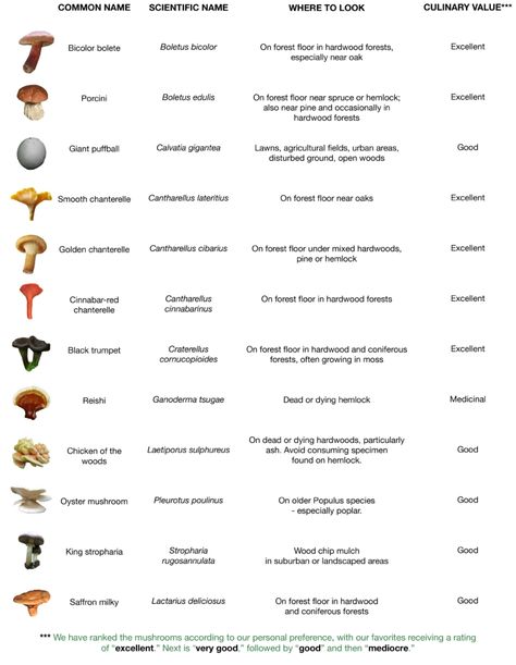 The Mushroom Forager   –  ForageCast: Chanterelles, Boletes and their Brethren Mushroom Identification, Mushroom Species, Poisonous Mushrooms, Fungi Art, Mushroom Hunting, Venison Recipes, Blogging Quotes, Outdoors Tattoo, Wild Edibles