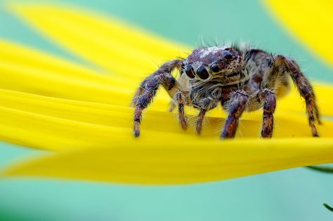 Spider Tattoo Meanings and Spider Symbolism. This article explores symbolic meaning of spiders in context of tattoo ideas. This is an artistic addendum to spider symbolism and goes deeper into spiders in cultural history. Get more about spider tattoo meanings here. Peacock Meaning, Spider Symbolism, Peacock Tattoo Ideas, Alien Spider, Fuzzy Spider, Tattoo On Neck, Jumping Spiders, Peacock Tattoo, Marketing Flyer Design