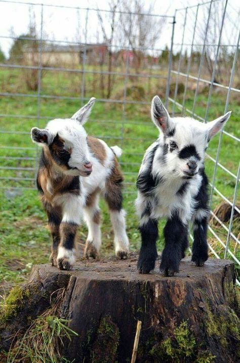 29 Funny Baby Goat Pictures That Show They Could Be the Most Adorable Animal of All  #babygoats #babyanimals #animalpics #funnyanimals #animalpictures Baby Goat Pictures, Goat Picture, Pure Country, Pygmy Goat, Baby Farm Animals, Cute Goats, Baby Goats, Baby Animals Funny, Cute Animal Pictures