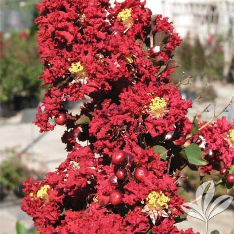 Crape Myrtles: Summer Color That Beats The Heat | Premier Nursery Crape Myrtle Tree, Plant Notes, Red Rocket, Myrtle Tree, Crepe Myrtle, Crape Myrtle, Fast Growing Trees, Ornamental Trees, Deciduous Trees