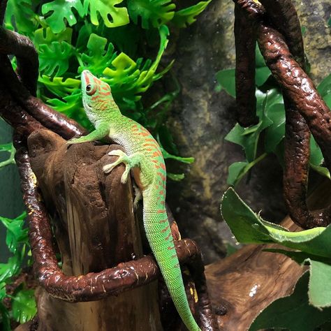 Giant Day Gecko, Day Gecko, Richard Allen, Crested Gecko, Leopard Gecko, Reptiles And Amphibians, Bearded Dragon, Lizards, Gecko