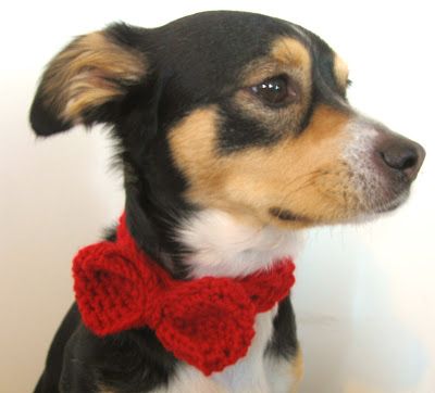 Today's pattern is a crochet pattern, not a knit pattern -- although it's very easy to knit a dog bow tie as well! Doesn't my pup Rosco... Crochet Bow Ties, Crochet Bow Pattern, Crochet Dog Hat, Crochet Dog Clothes, Dog Sweater Crochet Pattern, Crochet Dog Patterns, Crochet Dog Sweater, Free Pattern Crochet, Crochet Scarf Pattern Free