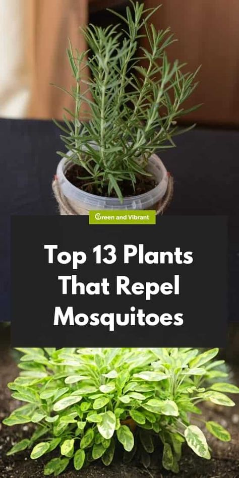 How To Grow Citronella Plants, Growing Citronella Plant, Plants To Repel Mosquitos, Plants Around Pool, Plants That Repel Flies, Plants That Repel Mosquitoes, Insect Repellent Plants, Repel Mosquitos, Diy Mosquito Repellent