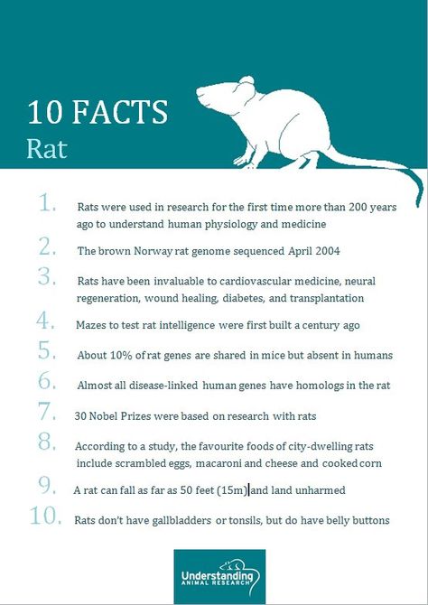 Rat People, Rat Facts, Rat Ideas, Norway Rat, Rat Care, Fancy Rats, Classroom Pets, Pet Room, Dumbo Rat