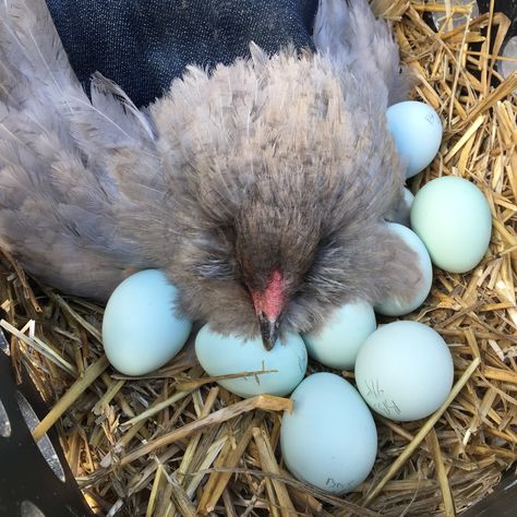 Ameraucana hen - blue eggs, come in different colors Americauna Chickens, Araucana Chickens, Ameraucana Chicken, Laying Chickens Breeds, Live Chicken, Best Egg Laying Chickens, Egg Laying Chickens, Fancy Chickens, Chicken Life