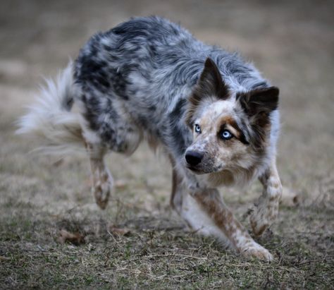 Dynamic Dog Poses, Dog Poses Reference, Mudi Dogs, Cute Coyote, Border Collie Photography, Collie Photography, Australian Shepherd Border Collie, Wolf Poses, Fit Dogs