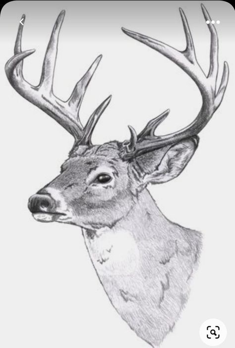 Terry Redlin Paintings, Deer Sketch, Deer Artwork, Deer Drawing, Regnul Animal, Deer Painting, Animal Drawings Sketches, Deer Art, Mule Deer