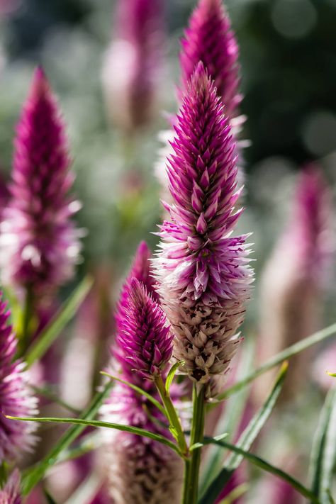 Celosia Spicata, Photography Plants, Shutter Speed, Flowers Photography, Nikon, Art Ideas, Blossom, Lily, Deviantart