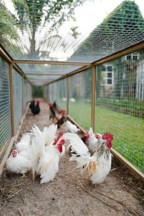 Reban Ayam, Chicken Coop Garden, Ideas Front Yard Landscaping, Front Yard Landscaping Australian, Backyard Chicken Coop Plans, Backyard Chicken Farming, Landscaping Front Yard, Chicken Garden, Front Yard Landscaping Plans