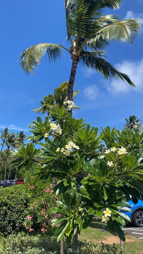 beautiful plants Fast Growing Pine Trees, Palm Tree Flowers, Plumeria Tree, Hawaiian Plants, Sunshine Flowers, Hawaii Flowers, Tree Palm, Plants Tropical, Sunshine Beach