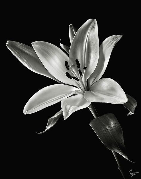 Good Morning For Love, Lily Flower Tattoos, Black And White Roses, Lilly Flower, Beautiful Flowers Photography, Photography Black And White, Floral Tattoo Design, Flower Sketches, Black And White Flowers