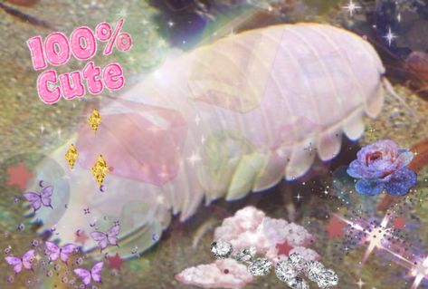 Isopods Cute, Big Isopod, Giant Isopod Cute, Isopod Aesthetic, Cute Isopod, Bathynomus Giganteus, Giant Isopod, Pill Bug, Cool Bugs