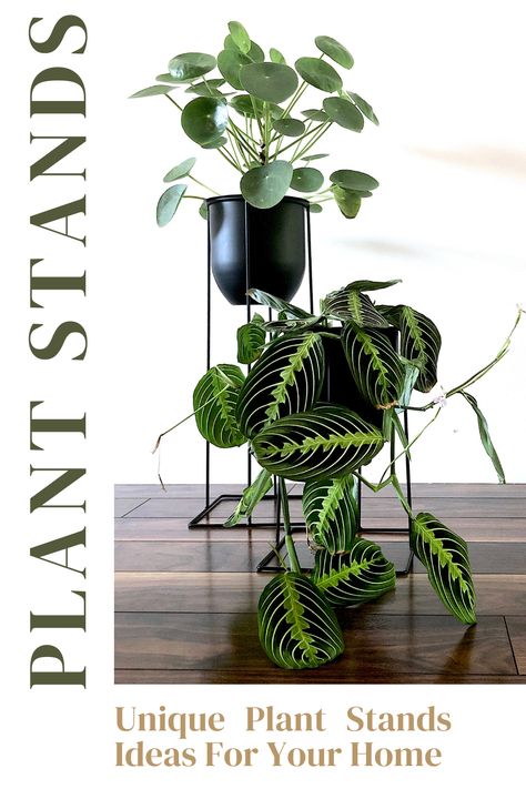 Unique ways to decorate your home with different plant stands. #plantstand #indoorplantstand #plantstandideas #homedecor #planstyling #plantdecorating #homestyling Plant Stands Ideas, Unique Plant Stands, Indoor Plant Stands, Planting Succulents Indoors, Front Porch Planters, Planting Potatoes, Diy Planter Box, Plant Display, Wood Plant Stand