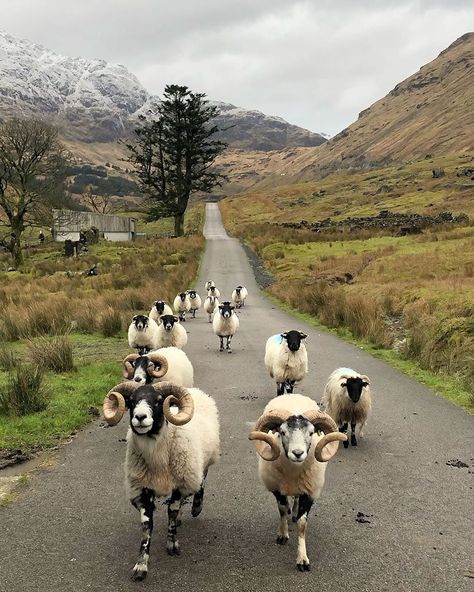 Photos Of Britain 🇬🇧 on Instagram: “How many Scottish sheep do you spot? 🐏 I started to count but I fell asleep. I've always loved this photo but being a bit daft I've never…” Traffic Jam, Scotland Highlands, Scottish Highlands, Animal Kingdom, Outlander, In The Middle, Farm Animals, Nature Lover, Beautiful Images