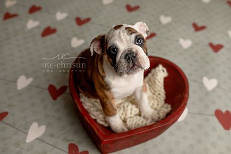 Newborn English Bulldog Puppy Photos For Valentine's Day Puppy Photoshoot, Puppy Valentines, Puppy Photography, Newborn Puppies, Baby Pugs, Bulldog Puppies For Sale, Dog Photoshoot, Puppy Treats, English Bulldog Puppies