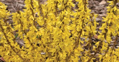 Small Shrubs for Spring - Proven Winners ColorChoice Flowering Shrubs Yellow Shrubs, Deer Proof Plants, Deer Proof, Shade Shrubs, Growing Hydrangeas, Small Shrubs, Planting Shrubs, Proven Winners, Spring Beauty