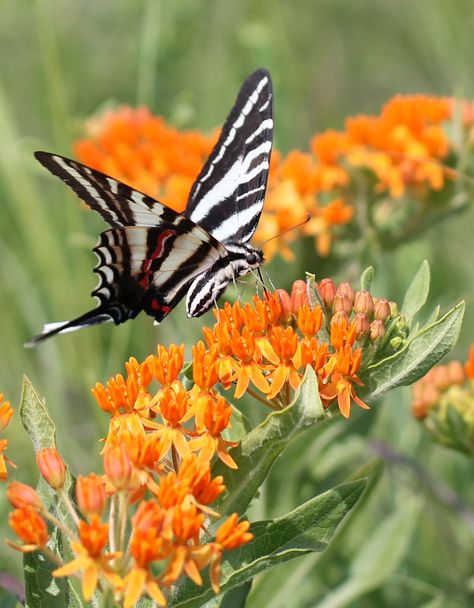 Zebra Swallowtail butterfly on Butterfly Milkweed in The Little Flower Farm prairie Swallowtail Butterfly Tattoo, Flower Bracelet Tattoo, Zebra Swallowtail Butterfly, Zebra Swallowtail, Wild Sunflowers, Butterfly Milkweed, Desert Dweller, Butterfly Tattoo Stencil, Moth Species