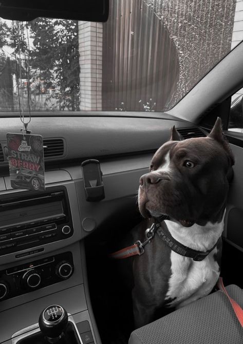 Pitbulls And Dobermans, Cute Pitbulls Aesthetic, Pitbull Dog Aesthetic, Pitbull Scary, Dog In Car Aesthetic, Pitbulls Aesthetic, Doggos Aesthetic, Pittbulls Dogs, Aesthetic Pitbull