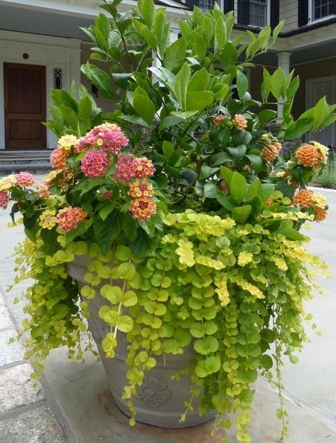 Sun Container Garden Ideas, Planting Activities, Low Window, Porch Planter Ideas, Patio Flower Pots, Lysimachia Nummularia, Patio Container Gardening, Lantana Camara, Summer Planter