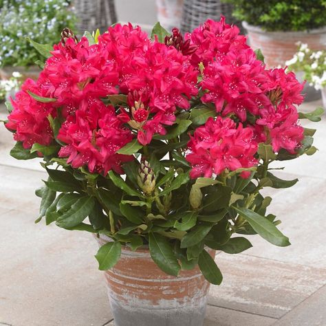 Rhododendron Nova Zembla, Rhododendron Plant, Pot Display, Pot Gardening, Flowers Hanging, Plant Names, Cozy Patio, Lawn Edging, Evergreen Shrubs