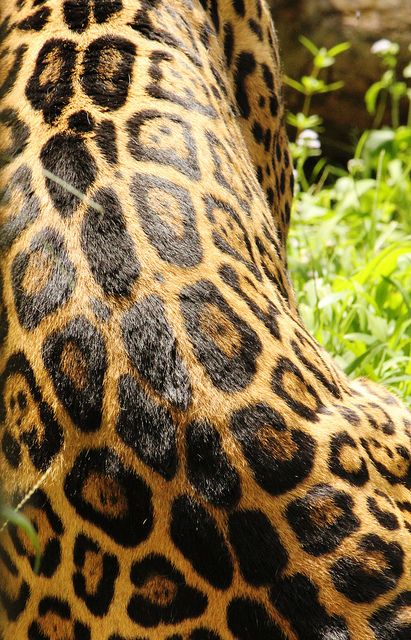 Jaguar Pattern, Jaguar Spots, Jungle Tattoo, Jungle Love, Spotted Animals, Afrique Art, Fur Texture, Crochet Hexagon, Natural Design