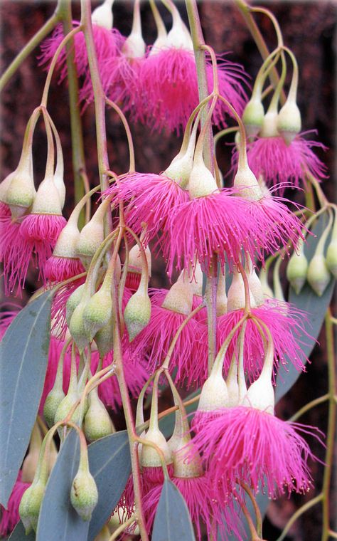 RED IRONBARK  Eucalyptus sideroxylon  which looks decidely PINK! Australian Flowers, Australian Native Flowers, Australian Native Plants, Unusual Plants, The Secret Garden, Unusual Flowers, Pink Garden, Tree Seeds, Native Garden