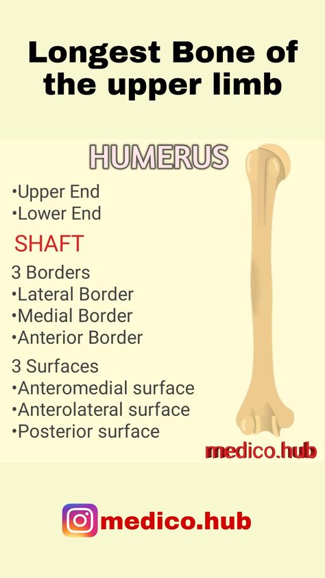 Humerus is the longest bone of upper limb. The borders and surfaces are given in the above picture. For more notes follow on Instagram. Morning Gif, Good Morning Gif, Follow On Instagram, Anatomy, Borders, Bones, Gif, On Instagram, Quick Saves