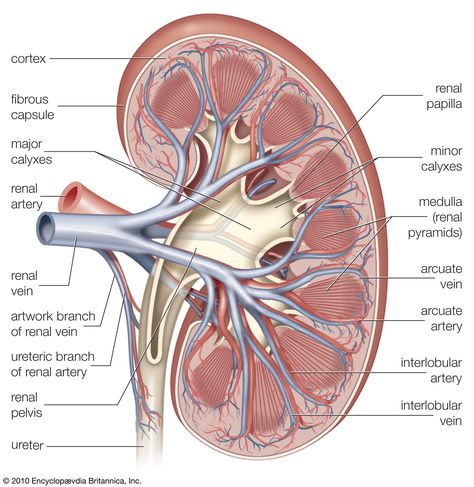 human body: cross section of right kidney -- Kids Encyclopedia ... Renal System, Kidney Anatomy, Vet Tech School, Biology Diagrams, Human Kidney, Veterinary Tech, Vet Tech Student, Veterinary School, Vet Medicine