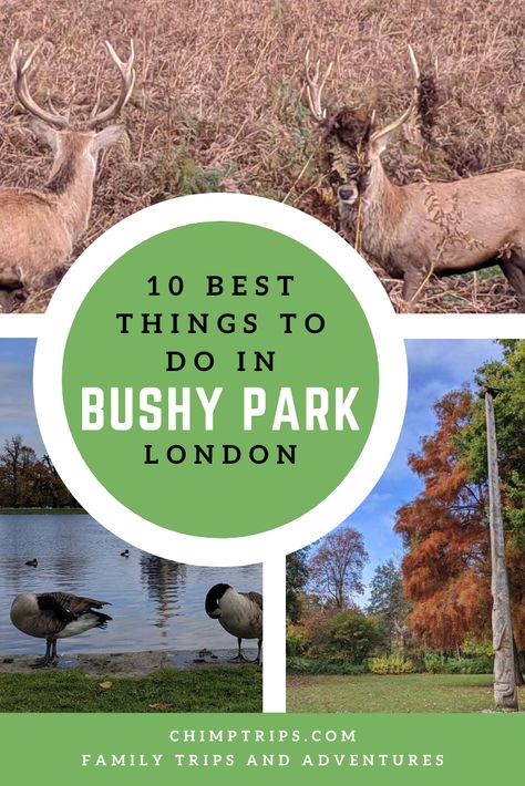 Set over 44 hectares, Bushy is London’s second largest royal park and a fantastic place to go to escape the capital. We went on a family day out to see the famous deer and discover all the wonderful things to do at Bushy Park, London. Located directly opposite Hampton Court Palace in East Molesey, Surrey, Bushy Park is an ideal London attraction if you are visiting Henry VIII’s magnificent Tudor castle. Bushy Park London, Tudor Castle, Bushy Park, Children Playground, Days Out In London, London With Kids, Wild Deer, London Attractions, Hampton Court Palace