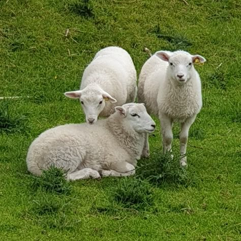 Sheep Laying Down, Sheep Sculpture, Australian Sheep, Cats Art Drawing, Animal Action, Dairy Cattle, Sheep Art, Barn Painting, Sheep And Lamb