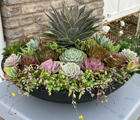 Succulent Garden Landscape, Creative Garden Decor, Succulent Garden Design, Succulent Landscaping, Potted Plants Outdoor, Succulent Garden Diy, Garden Decor Projects, Flower Pots Outdoor, Succulents Decor