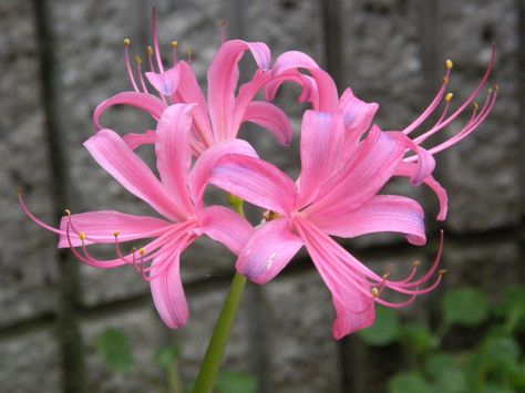 Pink Spider Lily, Spider Lillies, Spider Lilies, Angelcore Aesthetic, Lilies Drawing, Lily Wallpaper, Red Spider Lily, Spider Lily, Plant Tattoo