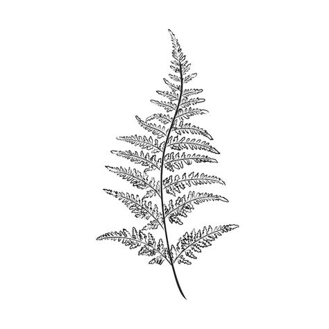 Alaska Tattoo, Fern Illustration, Leaves Sketch, Fern Tattoo, Arm Tats, Branch Tattoo, Tattoo Background, Botanical Tattoo, Vector Silhouette