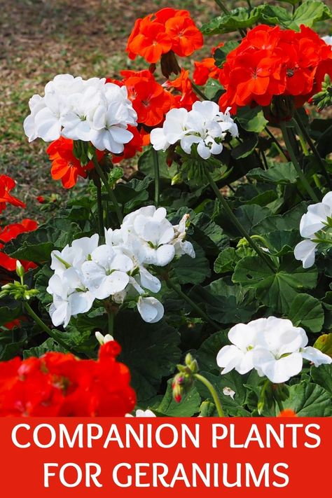 Bright and cheerful, attractive to bees and butterflies, geranium is a garden favorite. Here are some companion plants for geraniums for a colorful garden. Geranium Pots Ideas, Flower Pots With Geraniums, Geraniums In Window Boxes, Cranesbill Geranium Companion Plants, Geraniums In Flower Beds, What To Plant With Geraniums In Pots, Red Geranium Planter Ideas, Red Geraniums In Pots Front Porches, Geraniums In Pots Ideas