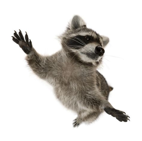 Raccoon Standing, Premium Photo, White Background, Stock Photos, White