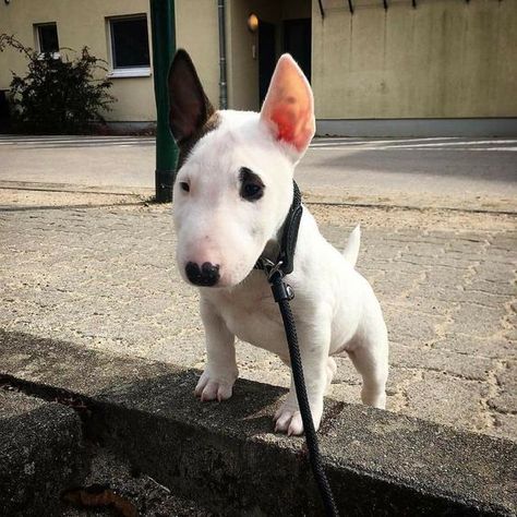 Mini Bull Terriers, Miniature Bull Terrier, Bull Terrier Puppy, English Bull Terriers, Rottweiler Puppies, Bull Terriers, Bull Terrier Dog, White Dog, Baby Animals Funny