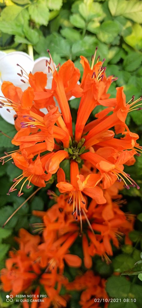 Tecoma Capensis, Cape Honeysuckle, Honeysuckle Plant, Mae Jemison, Hummingbird Plants, Honeysuckle Flower, Knysna, Eastern Cape, Flowering Plants